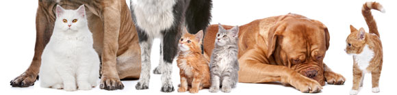 Senior Pet Care at Smith Animal Clinic