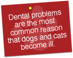 Dental problems are the most common reason dogs & cats become ill.